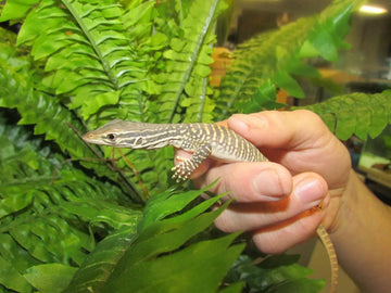 Sand Monitors / Goannas - Amazing Amazon